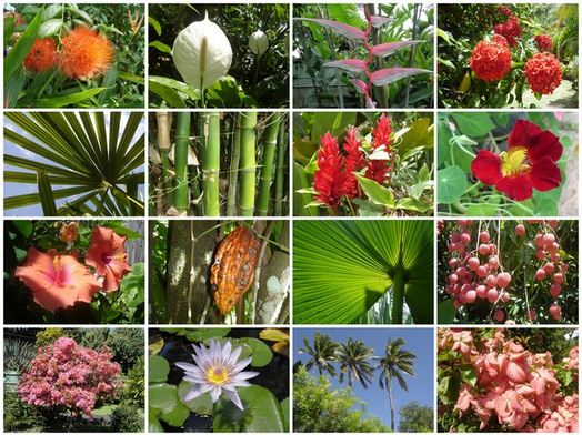 Faktor-faktor yang Mempengaruhi Peta Persebaran Flora Di Indonesia