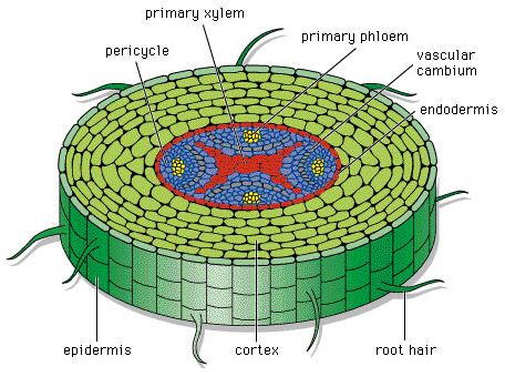 Struktur Jaringan Tumbuhan dan Fungsinya