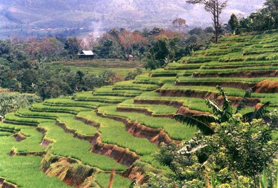 Kegiatan Ekonomi Agraris Penduduk Indonesia