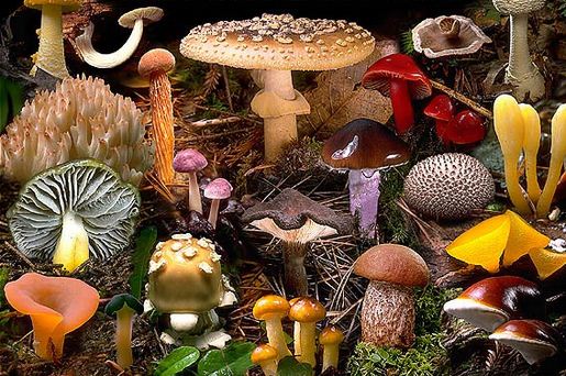 Ciri-ciri Kingdom Fungi dan Contohnya