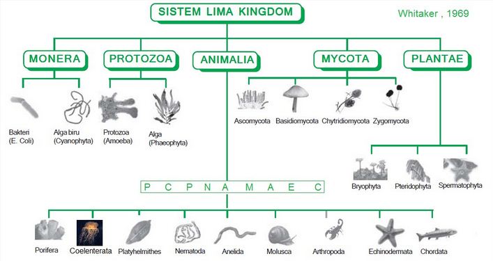Kelompok dua yaitu dua sistem ini makhluk dikelompokan dalam kingdom hidup besar Klasifikasi Makhluk