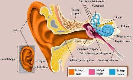 Bagian-bagian Telinga dan Fungsinya