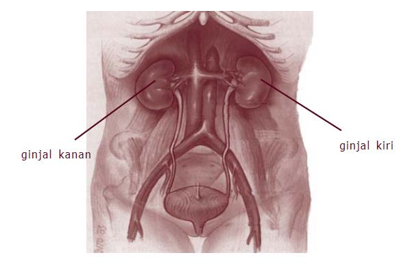 72+ Gambar Anatomi Ginjal Manusia Kekinian