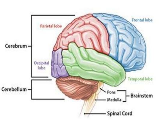 Bagian-Bagian Otak Beserta Fungsinya