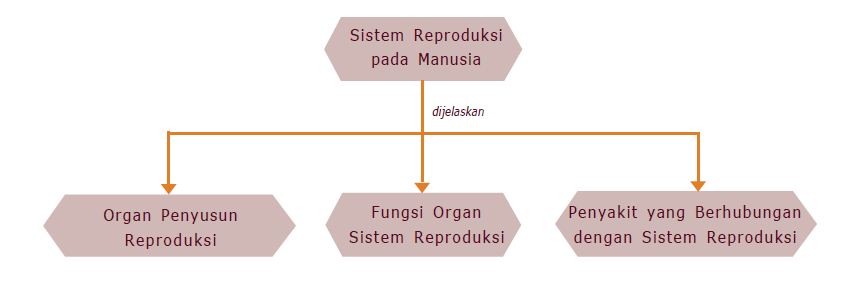 Pengertian Sistem Reproduksi pada Manusia
