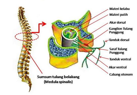 Fungsi Sumsum Tulang Belakang (Medula Spinalis)