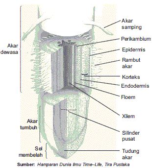 Bagian-bagian Struktur Morfologi dan Anatomi Tumbuhan beserta Fungsinya (Akar, Batang, Daun, Bunga)