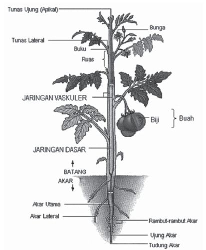 Bagian-bagian Struktur Morfologi dan Anatomi Tumbuhan beserta Fungsinya (Akar, Batang, Daun, Bunga)