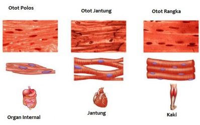 Sistem Otot Manusia, Fungsi, Cara Kerja dan Macam-macam Jenis Otot Manusia serta Kelainan dan Gangguan pada Otot