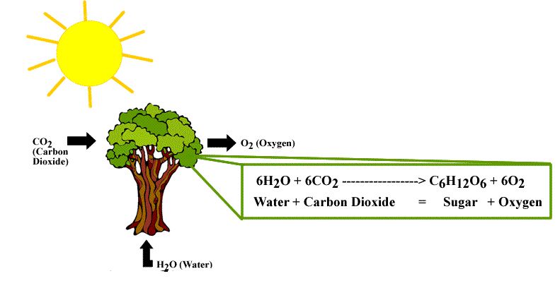 Hasil akhir fotosintesis tumbuhan hijau berupa