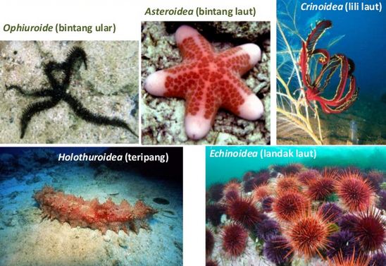 65 Contoh Dan Gambar Hewan Porifera HD Terbaru