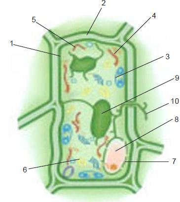 Tumbuhan struktur sel Struktur Sel