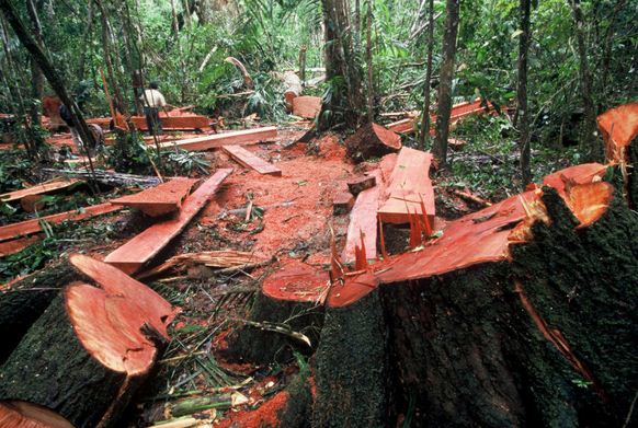 Yang secara ditebang terjadi bila liar pohon hutan sebutkan di 2 banyak akibat Akibat Kerusakan