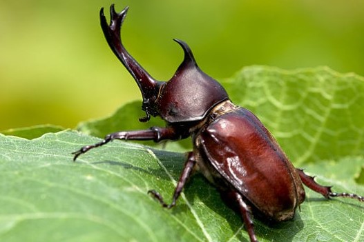 Ciri-ciri-Kumbang