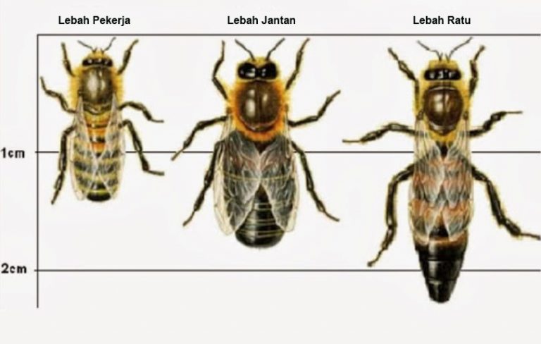 Jenis-jenis-Lebah