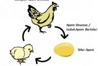Metamorfosis-Ayam