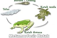 Metamorfosis-Katak