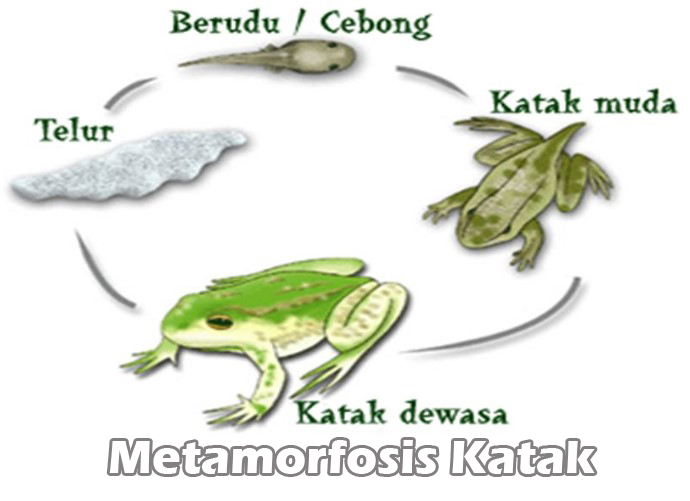Metamorfosis-Katak