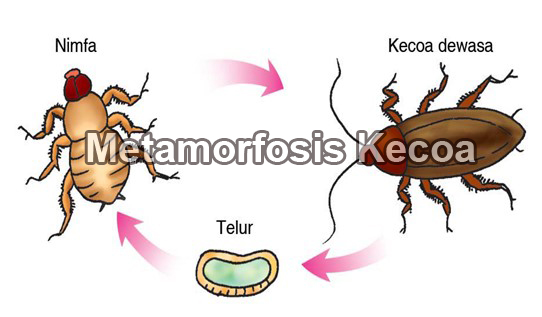 Metamorfosis-Kecoa