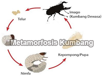 Metamorfosis-Kumbang