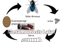 Metamorfosis-Lalat