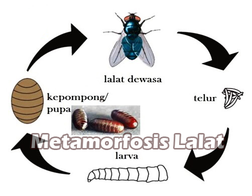 Metamorfosis-Lalat