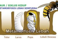 Metamorfosis-Lebah