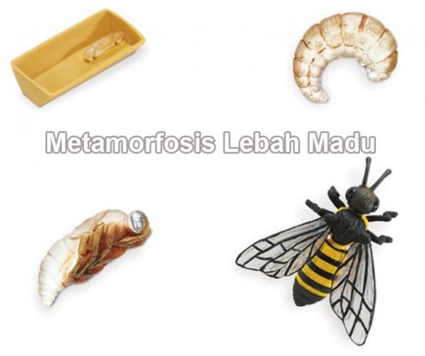 Metamorfosis-Lebah-Madu