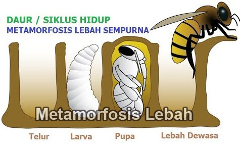 Metamorfosis-Lebah