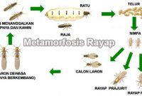 Metamorfosis-Rayap