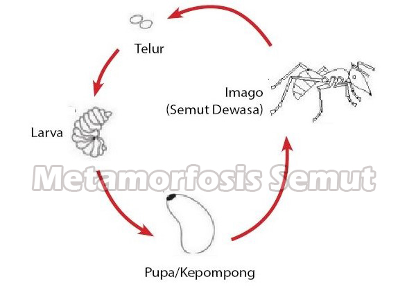 Metamorfosis Semut