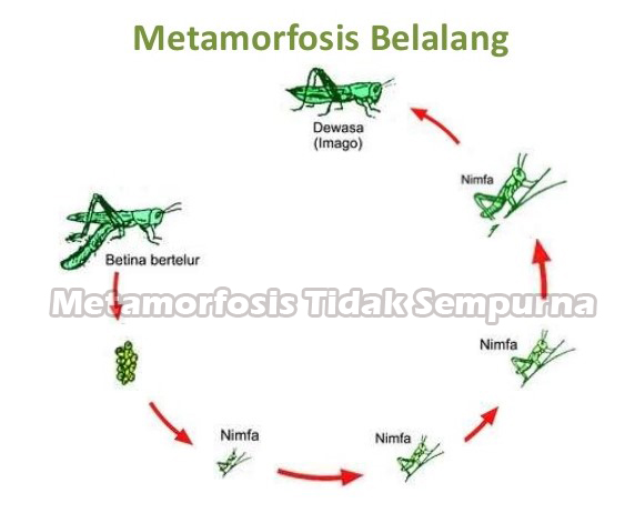 Mengalami metamorfosis adalah belalang …. contoh yang hewan Metamorfosis Belalang